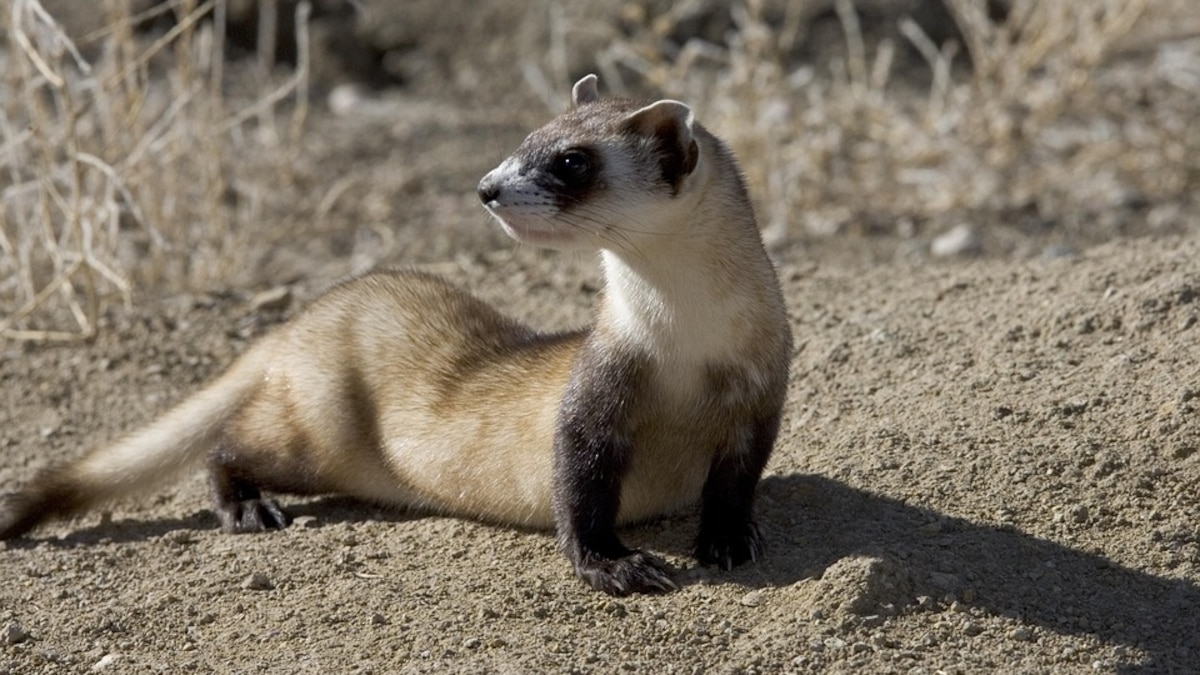 El rescate que tardó 40 años: el animal que Estados Unidos salvó de la extinción volvió a desaparecer