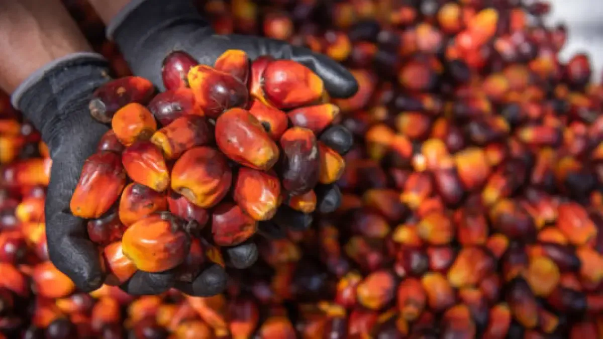 Aceite de palma en Colombia alcanza récord y exportaciones crecen 22 % en 2026