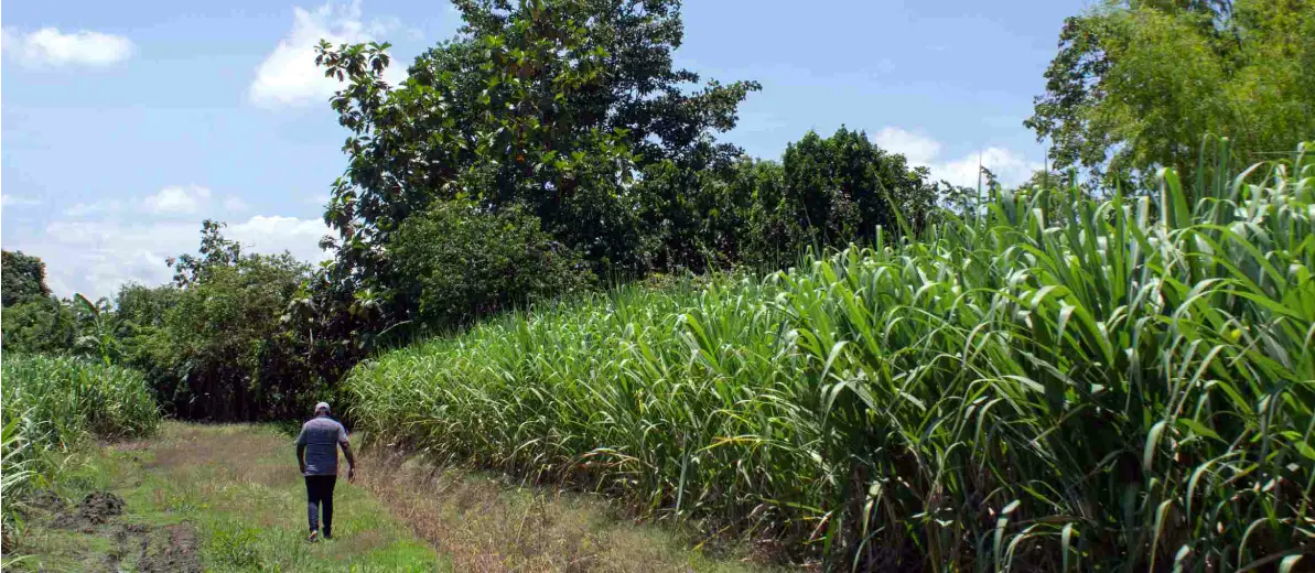 ALERTA COMERCIAL: Estados Unidos suma 1.627 toneladas al cupo de azúcar crudo de Colombia