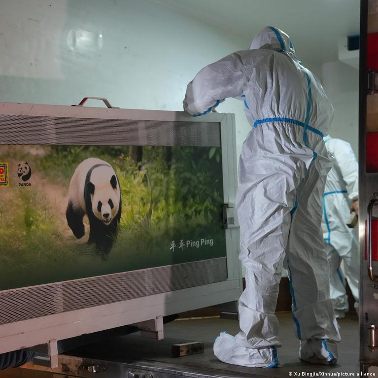 China envía dos pandas gigantes a EE. UU. como "enviados de amistad entre chinos y estadounidenses"