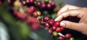 Día Internacional del Café Estados Unidos compra cerca del 40% del café que exporta Colombia: AmCham Colombia