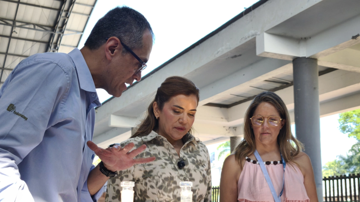 Meta lidera la producción de palma en Colombia: así es como el departamento busca ampliar su frontera agrícola